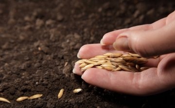 Podmínky a pravidla pro výsadbu semen