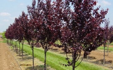Growing red-leaved plum