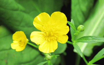 The use of creeping buttercup in medicine