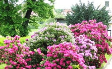 Jak si vybrat kvetoucí keř pro vaši zahradu