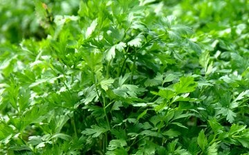 How to grow parsley