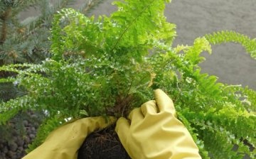 Fern care features: watering, transplanting, feeding