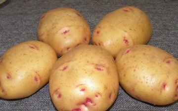 Soiuri de cartofi cu maturare târzie