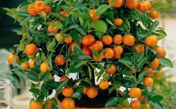 Indoor tangerine