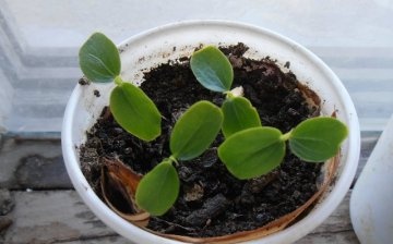 Reproducere: semințe și butași