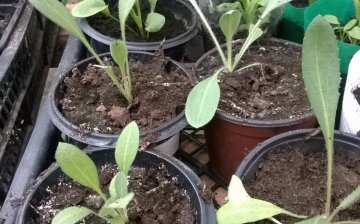 Sowing seeds for seedlings and transplanting into open ground