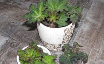 Transplant of decorative foliage begonia