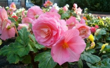 Planting begonias: rules and terms
