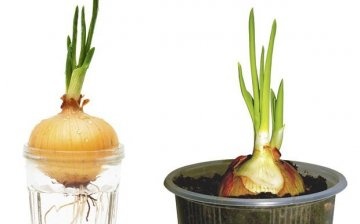 Rules for growing onions at home