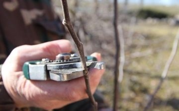 Tips for pruning fruit trees