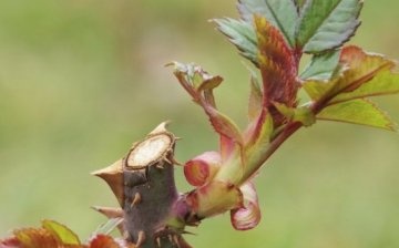 A rózsabokrok metszésének előnyei