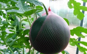 Üvegházi görögdinnye ápolás