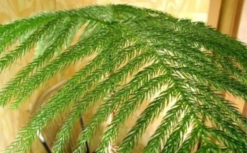 Fight against diseases and pests of coniferous trees