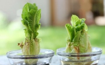 Výsev salátu na parapetu