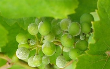 Pest and disease control of grapes