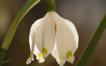 Běžné nemoci bílého květu