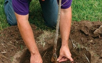 Autumn planting of an apple tree - which varieties to choose, when and how to plant