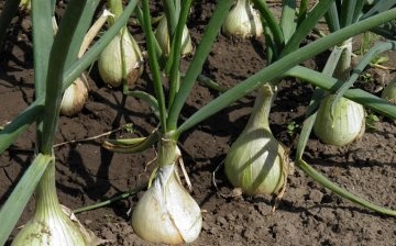 Onion care