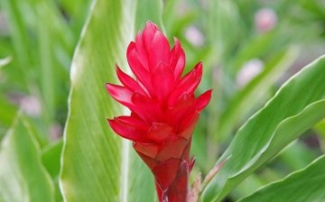 Blooming ginger in the garden - how to grow