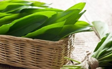 Useful properties of wild garlic