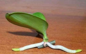 Reproducerea phalaenopsis