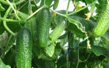 Advantages of growing cucumbers in a polycarbonate greenhouse