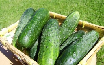 Greenhouse cucumber varieties