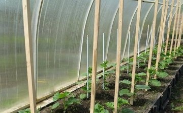 Planting cucumbers in the greenhouse