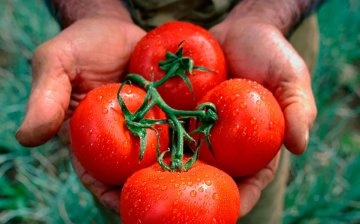 الطماطم المتأخرة المقاومة للآفات