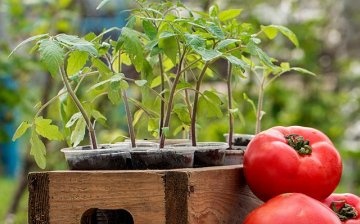 Seedling tomato