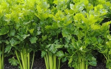 Celery Care Tips