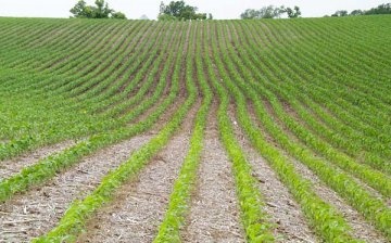 القواعد الأساسية لزراعة الذرة من أجل السيلاج