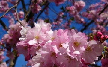 Quali varietà di sakura possono essere coltivate dai semi