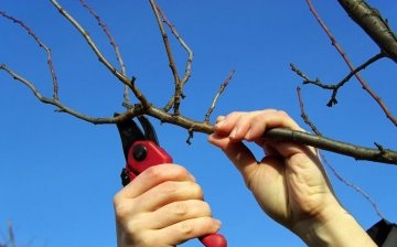 Apple tree pruning