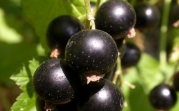 How is the growing season for currants and gooseberries?