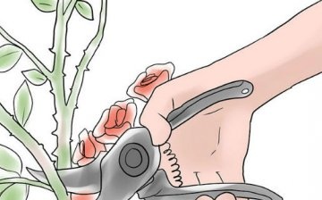 The main types of pruning roses