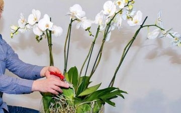 Užitečné tipy: jak se správně starat o orchidej