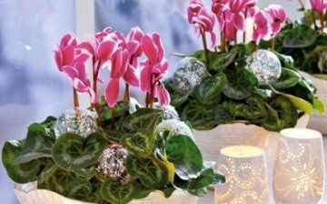 Competent care of cyclamen