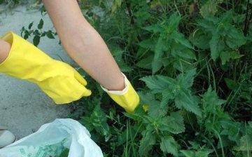Csípő növény elleni küzdelem népi módszerekkel