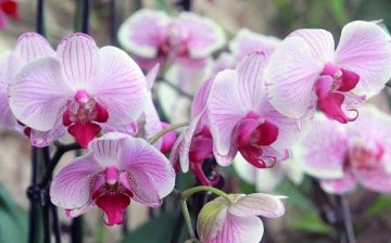 Orhidee: specii, soiuri