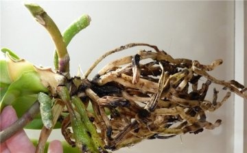 Miért száradnak a növényi gyökerek?