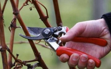 Shrub pruning: terms and rules