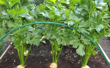 Growing leaf celery