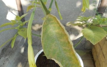 About diseases and pests of the plant, the fight against them