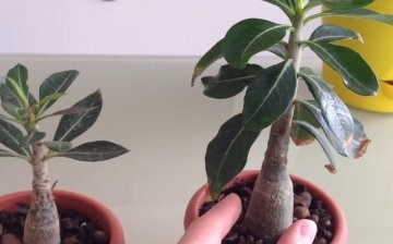 How to care and when to transplant?