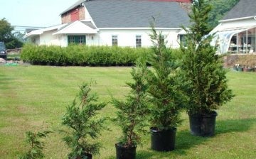 Growing and caring for a tree