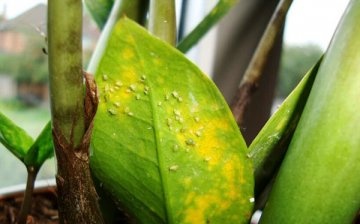 Leaves turn yellow - the reason: pests