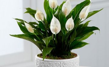 Everything you need to know about planting spathiphyllum
