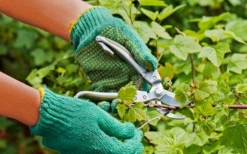 Pruning and preparing for winter