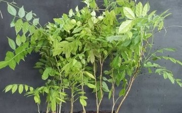 Planting wisteria
